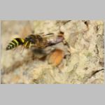 Ancistrocerus sp w02 12mm beim Nestbau-Lehm wird im Rueckwaertsflug weggeschafft.jpg